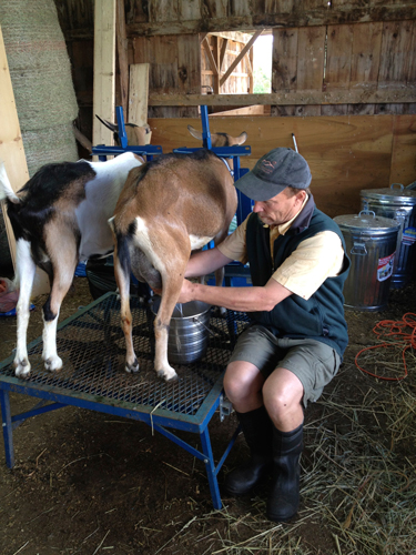 Stefan milking a goat